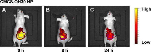 Figure S2 In vivo evaluation of controlled-releasing effects of prepared CMCS-OH30 NP.Notes: Nanoparticles were prepared using FITC-labeled OH30. NIR optical imaging of nude mice at (A) 0 h, (B) 8 h, and (C) 24 h posttreatment.Abbreviations: CMCS-OH30 NP, carboxymethyl chitosan nanoparticles; NIR, near-infrared.