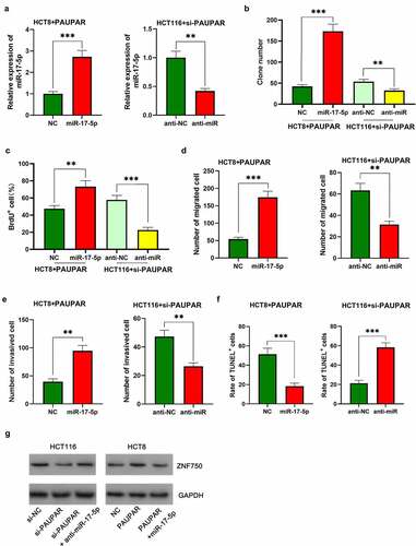 Figure 5. Restoration of miR-17-5p expression reversed the inhibitory effect of PAUPAR on the malignant phenotypes of CRC cells