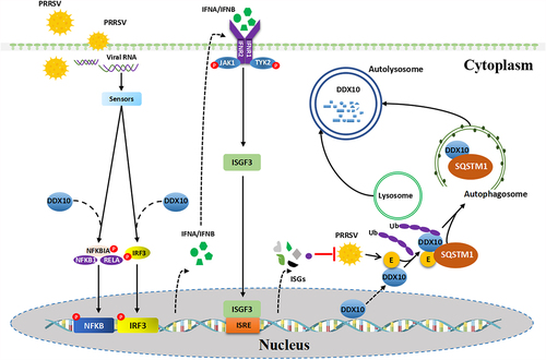 Figure 9. Proposed model for the autophagic degradation of DDX10 by PRRSV E protein to antagonize its antiviral activity. DDX10 activates the IFN-I signaling pathway and induces the expressions of ISGs to inhibit PRRSV proliferation. Conversely, PRRSV E protein facilitates the translocation of DDX10 from the nucleus to the cytoplasm and the SQSTM1-dependent selective autophagic degradation of DDX10, leading to immune escape.