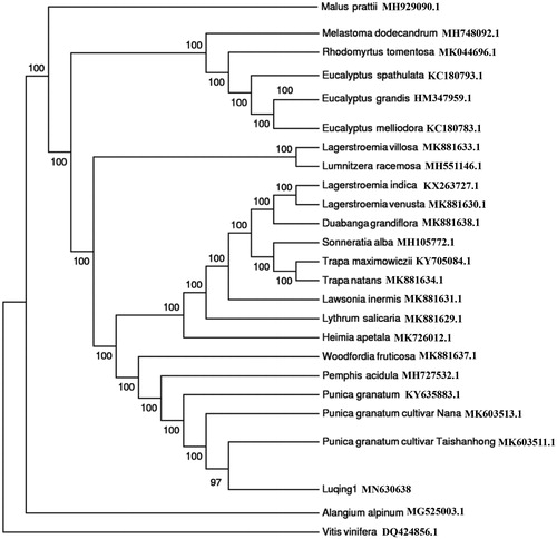 Figure 1. The phylogenetic tree of Punica granatum ‘Luqing1’ and its related relatives based on complete chloroplast genome sequences. The number on each node indicates bootstrap support value.