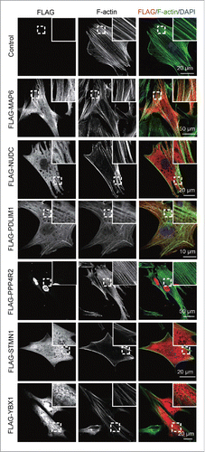 Figure 7. Overexpression of PDLIM1 affects the fine structure organization of F-actin in Sertoli cells. A small-scale functional screening was performed by the transfection of FLAG-tagged MAP6/MTAP6, NUDC, PDLIM1, PPP4R2, STMN1 and YBX1 in pRK vectors into Sertoli cells. An empty vector was transfected as a control group. Subsequent immunofluorescence analysis using FLAG (red) and phalloidin (green, labeled by FITC, indicating F-actin) was performed, and nuclei were stained with DAPI (blue).