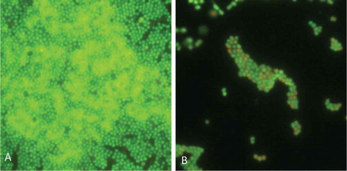 Figure 3. Anti-biofilm activity of Paracentrin 1 against Staphylococcus epidermidis. (A) Control; (B) biofilm treated with sub-minimum inhibitory concentration concentration of Paracentrin 1.