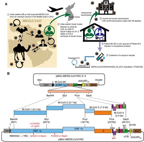 Figure 1. Construction of a full-length cDNA clone of a MERS-CoV Korean isolate. (A) Transmission routes and the origin of the MERS-CoV isolate used for the construction of an infectious cDNA clone in this study. The index patient (Patient #1) acquired the virus from an unknown source during his visit to the Middle East in 2015. Patient #1 spread the virus via nosocomial routes and also transmitted the virus to his spouse (Patient #2) in a household setting. A sputum sample from Patient #2 was inoculated onto Vero E6 cells, and viruses were passaged three times prior to sequencing analysis of the viral genome (KT029139). The purified virus (KNIH002 strain) was further passaged three times in Huh7 cells at the Korea Research Institute of Chemical Technology (Daejeon, Korea). Total RNA extracted from culture supernatants was then used to construct a full-length cDNA clone of the MERS-CoV Korean isolate. (B) Schematic illustration of the full-length cDNA clone of KNIH002. The cassette vector pBAC-MERS-CoV/YKC-5′-3′ carries a CMV promoter fused to the cDNA representing the first 811-nt of the genome, a multiple cloning site (MCS), and the cDNA of the last 950-nt (nt 29,159–30,108) of the genome followed by poly(dA)28, HDV ribozyme (Rz), and bovine growth hormone transcription termination and polyadenylation signal (BGH). The four unique restriction enzyme sites within MCS were used for the assembly of cDNA fragments (M-CoV-1, M-CoV-2, M-CoV-3, and M-CoV-4). Three nonsynonymous mutations incorporated in the resulting full-length clone (pBAC-MERS-CoV/YKC) are shown in red below the genome.