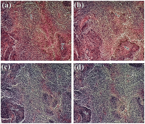 Figure 3. Histology study of spleen of mice showing normal splenocytes with defined red pulp and white pulp in control and treated group: (a) Control; (b) 1,000 mg/kg; (c) 2,000 mg/kg and (d) 3,000 mg/kg body weight of S.alata leaf extract.