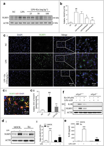 Figure 5. NLRP3 inflammasome inhibition accounts for the anti-inflammatory effect of Ka. (a) NLRP3 protein expression in the midbrain was measured by western blotting and the quantitative analysis data shown in (b). Data are representative of 3 independent experiments (means ± SEM). ##P < 0.01 vs. control group, *P < 0.05, **P < 0.01 vs. LPS group, as determined by the Student’s t-test. (ci) NLRP3 expression was analyzed by immunohistofluorescence (IHF) and counterstained with DAPI in the midbrain sections of the indicated mice. Scale bar as indicated. (cii) Localization analysis showed that NLRP3 immunoactivity was mainly in the microglia. (ciii) Quantification of NLRP3 immunofluorescence intensity using ImageJ software. IOD, integrated optical density. Data shown are representative of 3 experiments (means ± SEM, n = 4). ###P < 0.001 vs. control group, **P < 0.01 vs. LPS group, as determined by the Student’s t-test. (D and E) LPS-primed primary microglia from WT mice were cultured with (or without) Ka (40 μM) for 5 h, followed by a 30-min incubation with ATP (5 mM). NLRP3 in the cell extracts was analyzed by immunoblotting, and supernatants were analyzed by ELISA for IL1B maturation (e). (f) Primary microglia from nlrp3+/+ and nlrp3−/- mice were treated as described in (e); NLRP3 expression and IL1B secretion were then measured by western blotting. Data in (d and e) are representative of 4 to 5 independent experiments with repetitions (means ± SEM). ###P < 0.001 vs. NC group, **P < 0.01 vs. LPS- and (or) ATP-stimulated group by one-way ANOVA. Ka, kaempferol.