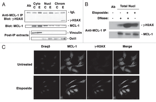 Figure 3 MCL-1 co-immunoprecipitates with -H2AX following DNA damage. (A) HeLa cells were untreated (C) or treated with etoposide (E) for 3 h. Immunoprecipitation of endogenous MCL-1 was performed from cytoplasmic, nuclear or chromatin extracts (or antibody (Ab) alone with no extract was used as a control). Immunoprecipitates were probed with anti-γ-H2AX and anti-MCL-1. The unbound proteins in the post IP extracts were probed with anti-vinculin antibody to indicate cytosol purity and anti-Oct1 antibody to indicate purity of nuclear and chromatin fractions. (B) HeLa cells were untreated or treated with etoposide (as indicated) for 3 h. Immunoprecipitation of endogenous MCL-1 was performed from total nuclear extracts (or antibody (Ab) alone where no extract was used as a control). Extracts in lanes 2 and 3 were prepared using the standard protocol described in Materials and Methods. Extract in lane 4 was prepared using the standard protocol with the exception that no DNaseI and RNase A were added prior to the co-immunoprecipitation. Immunoprecipitates were probed with anti-γ-H2AX and anti-MCL-1. (C) HeLa cells were untreated or treated with etoposide for 3 h. Cells were fixed and stained with anti-MCL-1 or anti-γ-H2AX antibodies and visualized by confocal microscopy using goat anti-rabbit Alexa Fluor 488 (green; for MCL-1) or goat anti-mouse Alexa Fluor 594 (red; for γ-H2AX). Nuclei were stained with Draq5.