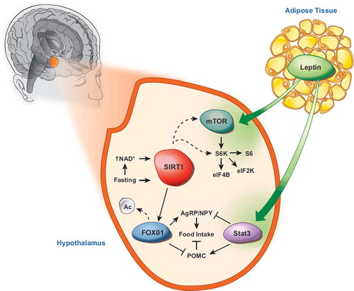 Figure 6. Hypothalamic SIRT1 controls central adaptive response to nutrient signals. Fasting increases NAD+ levels and SIRT1 activity. SIRT1 deacetylates and activates FOXO1 and thus regulates POMC and AgRP expression. Hypothalamic SIRT1 also influences S6k signaling; however, it is not known whether this activation occurs upstream or downstream of mTOR. (Figure is an adaptation from Çakir et al. (Citation86)).