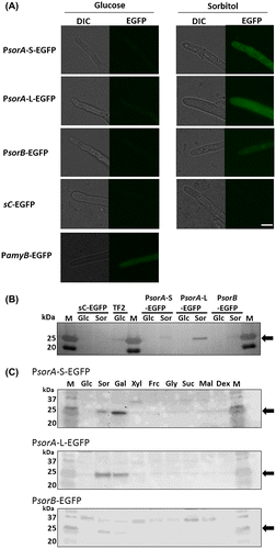 Fig. 2. EGFP expression controlled by PsorA and PsorB, and the detection of EGFP in media containing various carbon sources by Western blotting.