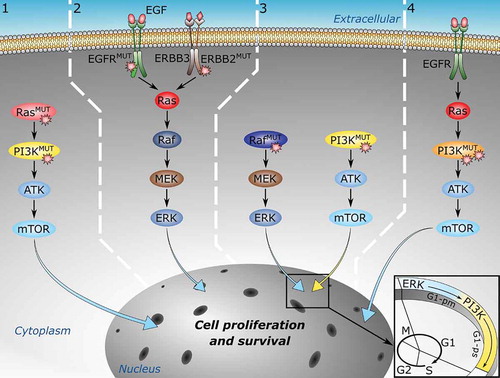 Figure 1. Multiple mutations can drive cancer through at least four mechanisms. From left to right: 1) Multiple mutations in different proteins along the same signaling pathway can strengthen oncogenic signals. 2) Multiple mutations in different proteins in parallel pathways. 3) Multiple mutations in different proteins in complementary pathways. 4) Multiple mutations incis, that is, on the same protein, can also activate oncogenic signaling more potently than their single driver components