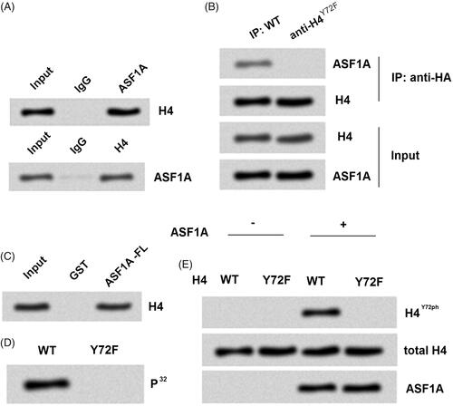 Figure 2. ASF1A has intrinsic tyrosine kinase activity. (A) H4 or ASF1A was analyzed by western blot using immunoprecipitation with antibodies targeting ASF1A or H4 in SW48 cells. (B) ASF1A and H4 expression was detected by western blot using immunoprecipitation with an anti-HA antibody. (C) H4 was detected using GST pull-down assay with tag in ASF1A full length. (D) An in vitro kinase activity assay was used to detect whether recombinant full-length ASF1A could phosphorylate H4. (E) Samples from the in vitro kinase activity assay were analyzed by western blot WT. wild-type; Y72F, dephosphorylated mutant. All experiments depends on replicates (n = 3).