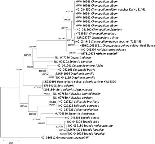 Figure 1. The phylogenetic tree inferred from 34 whole chloroplast genomes of 23 species in the subfamily Chenopodioideae (Amaranthaceae) and one outgroup species in Caryophyllaceae. The ML tree is presented with the bootstrap values calculated from a ML search (1,000 bootstrap replication) and with the posterior probabilities from Bayesian inference.