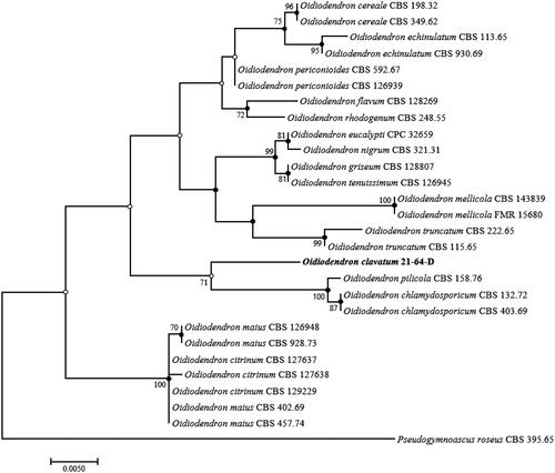 Figure 2. ML phylogenetic tree based on the sequences of the LSU gene showing the distinct position of Oidiodendron clavatum from O. pilicola and other members of the genus. Bootstrap values greater than 50% (percentage of 1000 replications) are shown at branching points. Filled circles indicate that the corresponding nodes were also recovered in trees generated using NJ and MP algorithms. Open circles indicate that the corresponding nodes were also recovered in the tree generated using the NJ or MP algorithm. The isolated strain is shown in bold. Pseudogymnoascus roseus CBS 395.65 was used as an outgroup. Bar, 0.005 substitutions per nucleotide position.