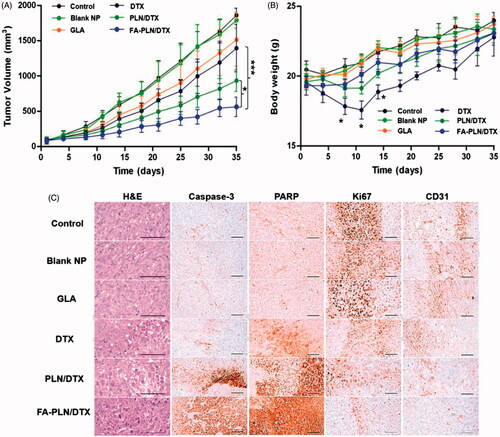 Figure 6. In vivo antitumor efficacy of FA-PLN/DTX in MDA-MB-231 xenograft nude mice. (A) Tumor volume changes in mice treated with developed formulations. (B) Body weight changes. (C) Histological and immunohistochemical analysis after different treatments. The formulations were administered via the tail vein at a fixed dose of 5 mg/kg on days 1, 4, and 7. Data are presented as mean ± S.D (n = 8). *p < .05, **p < .01, ***p < .001.