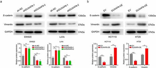 Figure 7. DUXAP8 is critical for epithelial–mesenchymal transition (EMT). (a) DUXAP8 knockdown results in an upregulation of e‐cadherin expression, and suppression of vimentin levels. (b) DUXAP8 overexpression leads to the downregulation of e‐cadherin expression, and elevation of vimentin levels. **P < 0.01, ***P < 0.001.