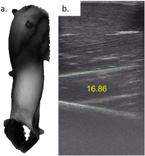 Figure 1. a. Greyscale-coded superimposition of the external surfaces of an arm with the biceps contracted at 50% relative to rest (difference of 2 cm in white, 2 mm in white). b. Pennation angle for the biceps at 50% MVC.
