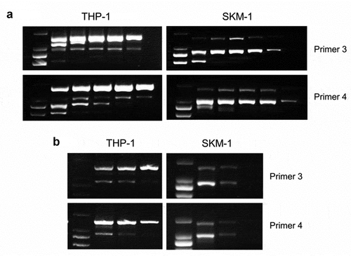 Figure 2. RT-PCR analysis of THP-1 and SKM-1 with B7-H3-specific primers by changing PCR conditions. (a) RT-PCR using B7-H3-specific primers in THP-1 and SKM-1 by increasing annealing temperature. The annealing temperature of primer 3 (up) and primer 4 (down) was 58.1°C, 61.3°C, 63.1°C, 66.4°C, 69°C and 59.9°C, 61.4°C, 62.5°C, 64.8°C, 68.9°C from left to right lanes, respectively. (b) RT-PCR using B7-H3-specific primers in THP-1 and SKM-1 by reducing cycles. The cycles were 35, 33, and 30 cycles from left to right lanes. The data is gained from no less than 3 individual experiments
