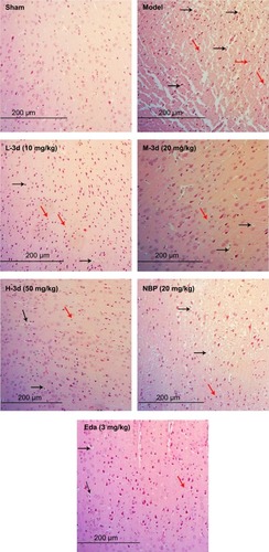 Figure 7 Protective effect of 3d on cerebral ischemia-induced neuronal injury in Sprague Dawley rats.