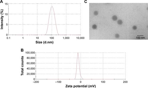 Figure 3 Characterization of OA-micelles.Notes: (A) Size distribution spectrum of OA-micelles; (B) zeta potential spectrum of OA-micelles; and (C) transmission electron micrograph of OA-micelles (bar 100 nm).Abbreviation: OA, oleanolic acid.