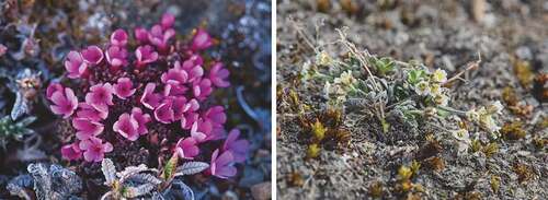 Figure 4. Species of two genera in which Quaternary speciation occurred in the Arctic. Left: Androsace constancei (Photographic credit: Jacob W. Frank; CC BY 2.0); right: Draba nivalis (Photographic credit: Geir Arnesen; courtesy svalbardflora.no).