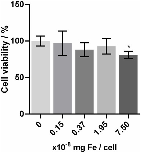 Figure 2 The results of the D407 cell viability (WST-1 test) for different concentrations of Fe3O4@AuNPs.Notes: Data are presented as mean ± SD. The Fe3O4@AuNP concentration used for cells treatment is presented in Supplementary Table S1. *Statistically significant difference as compared to control (p<0.05).