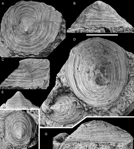 Figure 9. Large specimens of Helcionella antiqua (Kiær, Citation1917). A–C, dorsal, posterior and right lateral views (PMU 37563). D, G, dorsal and right lateral views of large specimen (PMU 37564/1) next to a medium sized specimen (PMU 37564/2). E, F anterior and dorsal views (PMU 37565). From the Ellipsostrenua spinosa Zone at Gislövshammar, Scania, southern Sweden. Scale bar in B = 10 mm and is common to all images.