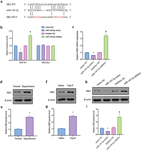 Figure 5. HK2 is a direct target of MiR-145-5p. (a) putative binding sites between miR-145-5p and HK2. (b) a dual luciferase reporter gene assay was used to detect luciferase activity in VSMCs co-transfected with miR-145-5p and HK2 3’UTR-wt fragment or HK2 3’UTR-mut (*p < .05 vs. mimic NC, #p < .05 vs. inhibitor NC, n = 3). (c) the targeting relationship between miR-145-5p and MALAT1 was detected by RNA pulldown (*p < .05 vs. mimic NC, #p < .05 vs. inhibitor NC, n = 3). (d, e) Western blot was used to detect the expression of HK2 in aorta of hypertensive mice (*p < .05 vs. normal, n = 3). (f, g) Western blot was used to detect the expression of HK2 in Ang II-induced VSMCs (*p < .05 vs. saline, n = 3). (h, i) HK2 expression in Ang II-induced VSMCs after downregulation or elevation of miR-145-5p detected by Western blot (*p < .05 vs. mimic NC, #p < .05 vs. inhibitor NC, n = 3). The data were presented as the means ± SEM.
