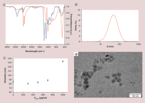 Figure 4. Superparamagnetic iron oxide nanoparticle characterization results for lauric acid- and bovine serum albumin-coated superparamagnetic iron oxide nanoparticles (SEONLA-BSA). (A) Infrared spectroscopy measures the subsequent surface modification. The spectra of the lauric acid coated superparamagnetic iron oxide nanoparticles (SEONLA) in red can be clearly distinguished from those of lauric acid-bovine serum albumin hybrid layers (SEONLA-BSA; blue line). The BSA spectrum was inserted for comparison (green line). (B) Hydrodynamic diameter measured by dynamic light scattering. The mean diameter ranges between 50 and 60 nm. (C) Influence of mitoxantrone loading to SEONLA-BSA on the particle size measured by dynamic light scattering. (D) Corresponding transmission electron microscopy pictures of SEONLA-BSA nanoparticles.SEON: Section of Experimental Oncology and Nanomedicine.