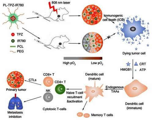 Figure 1 Schematic illustration showing immunotherapy for tumor ablation and metastasis inhibition. After the laser irradiation, immunogenic cell death (ICD) was induced from polyethylene glycol- polycaprolactone-2-[2-[2-Chloro-3-[(1,3-dihydro-3,3-dimethyl-1-propyl-2H-indol-2-ylidene)ethylidene]-1-cycloxen-1-yl]-ethenyl]-3,3-dimethy-1-propyl-1H-indolium iodide-tirapazamine nanoparticles (PEG-PCL-IR780-TPZ NPs)-based synergic phototherapy and hypoxia-activated chemotherapy. Damage-associated molecular patterns (DAMPs) including adenosine triphosphate (ATP), high-motility group box 1 (HMGB1), and calreticulin (CRT) were produced as endogenous potentiators and subsequently promoted dendritic cells (DCs) maturation. Eventually, the naïve T-cells were recruited by mature DCs and cytotoxic T lymphocytes (CTLs) including CD8+T, CD4+T, and natural killer (NK) cells were elicited, which played an indispensable in ablating primary tumor and controlling tumor metastasis.