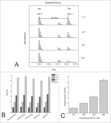 Figure 9. RNA quantification using stable isotope labeling and mass spectrometry analysis. (A) TOF MS spectra of the light and heavy oligoribonucletide AUAACCG>p observed from a range of different light:heavy ratios. (B) Light to heavy ratios obtained for 5 different oligoribonucleotides identified. (C) RNA quantification of the theoretical and experimental data from 5 different oligoribonucleotides generated from the 16S rRNA digest. The error bars represent the standard deviation. Reprinted with permission from Analytical Chemistry, volume 83, pages 4894–4901. © 2011 American Chemical Society.