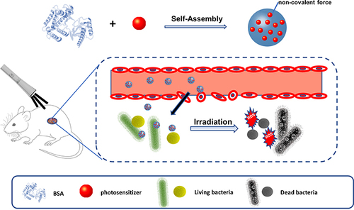 Scheme 1 Illustration of BSA-Tpy NPs as a nanoplatform for photodynamic antibacterial therapy.