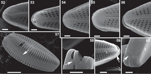 Figs 52–60. Afrocymbella barkeri sp. nov. from Lake Challa, Kenya. External views. Figs 52–56. Details of the apical pore field at the foot pole, external views. Fig. 57. Girdle view with rounded areolae on the lower part of the valve mantle (white arrow) and apically elongated areolae on the girdle band (black arrow). Fig. 58. Detail of the girdle near the head pole and an open girdle band with a septum (white arrow). Fig. 59. Detail of the girdle near the head pole and an open girdle band (arrow). Fig. 60. Detail of the girdle near the head pole and the valvocopula (arrow). SEM. Figs 52, 59. Valves from type material CCA 3421. Figs 53–58, 60. Valves from subfossil material from Lake Challa, Kenya. Scale bars 52–56 = 1 µm; 59–60 = 2 µm; 57–58 = 5 µm.