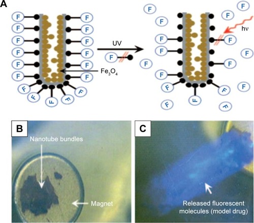 Figure 8 Schematic representation of the model drug release from TNTs.Notes: (A) The release principle of active molecules (model drug) from the functionalized magnetic TNTs upon irradiation with UV light. The release of the fluorescent dye into the surrounding system by the dye-functionalized magnetic TNTs with UV light was “off” (B) and “on” (C). The movement of the tube layers in water was guided by a permanent magnet underneath the petri dish. Reproduced from Shrestha NK, Macak JM, Schmidt-Stein F, et al. Magnetically guided titania nanotubes for site-selective photocatalysis and drug release. Angew Chem Int Edit. 2009;48:969–972. Copyright © 2009 WILEY-VCH Verlag GmbH & Co. KGaA, Weinheim.Citation89Abbreviations: TNT, TiO2 nanotube; UV, ultraviolet.