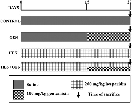 Figure 2. Schematic representations of the experimental groups with their treatment schedules.