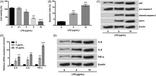 Figure 1. PC-12 cell inflammatory damage was triggered by LPS. Followed by different dosages of LPS stimulation (A) PC-12 cell viability, (B) cell apoptosis, (C) p53, Caspase 3, Cytochrome-C protein level, (D) IL-6, IL-8, TNF-α mRNA levels, and (E) IL-6, IL-8, TNF-α protein levels were tested, respectively. *p < .05, **p < .01, ***p < .001.