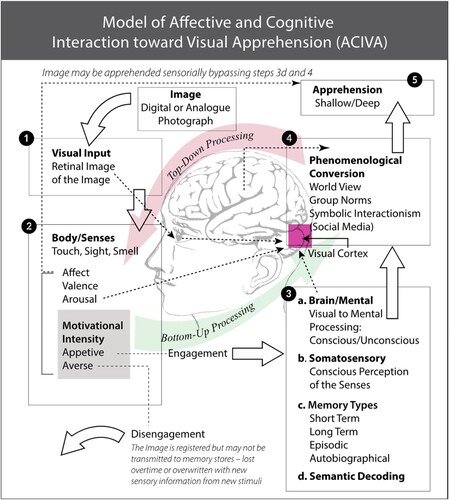 Figure 1. ACIVA Model of Visual Apprehension. Marotta Citation2022.