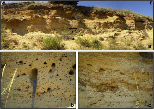 Figure 5. Fosso di Genzano Synthem (FGS). (a) panoramic view of the alternating gravel and sand beds of FGS (i.e. Il Crocifisso quarry); (b) close view of a trough-cross-stratified coarse sand layer; (c) massive sandy silt of an abandonment channel infill.