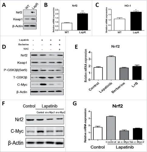 Figure 5. Berberine reversed lapatinib resistance via the c-Myc/Nrf2 pathway. Western blot and Q-PCR were used to analyze Nrf2 pathway activity. (A) Both wild-type and lapatinib-resistant BT-474 cells were collected, and antibodies against Nrf2, Keap1 and β-actin were detected. (B) Q-PCR was used to detect the level of Nrf2 mRNA in both BT-474WT cells and BT-474LapR cells. **p < 0.01 (C) Q-PCR was used to detect the level of HO-1 mRNA in both BT-474WT cells and BT-474LapR cells. *p < 0.05 (D) We treated the BT-474LapR cells with different drugs and collected cells for protein gel blotting with antibodies against Nrf2,Keap1, p- GSK-3β(ser9), GSK-3β, c-Myc and β-actin. (E) Q-PCR was used to observe Nrf2 mRNA in the absence or presence of berberine synthesized with lapatinib in BT-474LapR cells. (F) Q-PCR was used to detect level of Nrf2 when siRNA-c-Myc was used. (G) Western blotting was used to detect level of Nrf2 when siRNA-c-Myc was used.