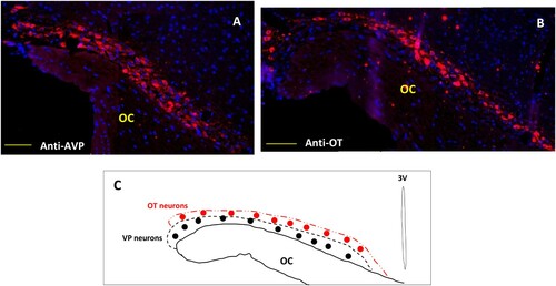 Figure 4. Immunofluorescent micrographs of frontal sections through the hypothalamus of Meriones libycus showing distribution of (A) magnocellular vasopressin (AVP, red) and (B) oxytocin (OT, red) neurons and nuclei (DAPI, blue) in the supraoptic nucleus (SON). The upper schematic illustrates the distribution of VP neurons (black dots) and OT neurons (red dots). OC: optic chiasm. Scale bar: 200 µm.