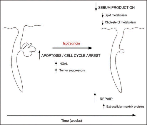 Figure 4 Temporal effects of isotretinoin.