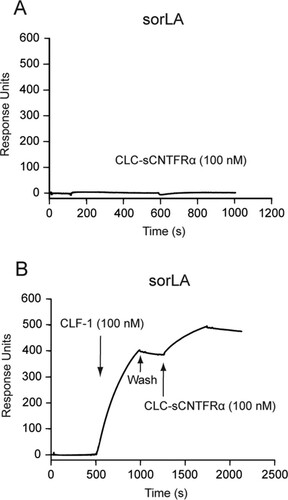 FIG 2 SPR analysis: CLF-1-mediated association between sorLA and the CLC-sCNTFRα fusion protein. (A) Binding of CLC-sCNTFRα (100 nM) to immobilized sorLA. (B) As indicated, immobilized sorLA was initially exposed to CLF-1 (100 nM). After binding, the chip was washed in unsupplemented buffer and finally subjected to fresh buffer containing 100 nM CLC-sCNTFRα. The subsequent increase in response units signifies binding of the fusion protein to preformed CLF-1:sorLA complex.