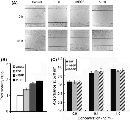 Fig. 3. Effects of rhEGF and P-EGF on the migration and proliferation of COS-7 fibroblast cells.