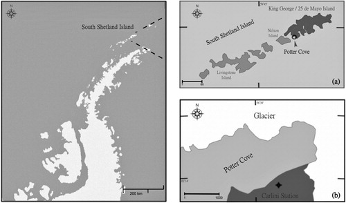 Fig. 1 Map of the study site. (a) Location of Potter Cove on King George Island (Isla 25 de Mayo), South Shetland Islands. (b) Sampling zone.