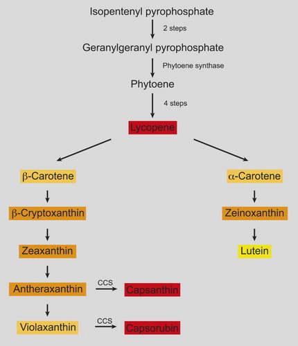 Figure 1. Condensed version of the biosynthetic pathway of carotenoids in capsicums and tomatoes. Some steps (such as phytoene to lycopene) require several enzymes. Capsicum spp. possess unique reactions catalysed by capsanthin-capsorubin synthase (CCS). Simplified from schemes in Tanaka et al. (Citation2008) and Gomez-Garcia and Ochoa-Alejo (Citation2013).