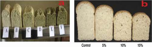 Figure 1. Appearance of bread fortified with Moringa oleifera leaf powder (a) and Moringa oleifera seed flour (MOSF) (b) (Bakarey et al. 2018)