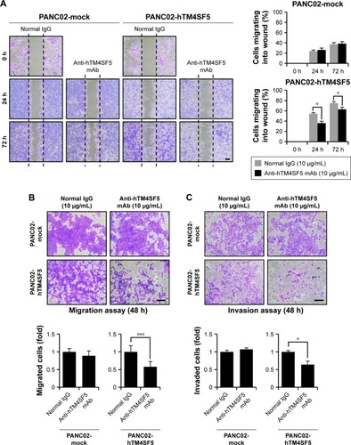 Figure 6 Changes in motility of the TM4SF5-expressing pancreatic cancer cells after the humanized anti-hTM4SF5 monoclonal antibody treatment.