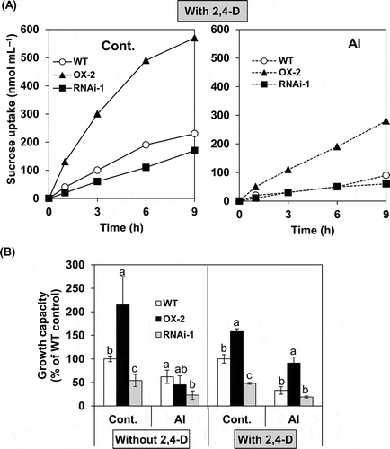 Figure 6 Effects of aluminum (Al) on sucrose uptake rate and growth capacity during post-Al treatment culture in BY-2 cell lines (wild type (WT), over-expressor (OX)-2, RNAi-1). After Al treatment in the absence or presence of 2,4-dichlorophenoxyacetic acid (2,4-D) (1.5 µM), cells were transferred into fresh nutrient medium and cultured under standard conditions. In (A), sucrose uptake during post-Al treatment culture was monitored only in the cells which had been treated without or with Al in the presence of 2,4-D. 14C-sucrose was added at 24 h of the post-treatment culture and cellular radioactivity was determined at indicated times. The uptake value was shown per cells contained in one mL aliquot of the culture. Each value represents the average value from two independent experiments. In (B), growth capacity was determined in the cells which had been treated without or with Al in the absence or presence of 2,4-D, and then cultured for 6 d (for the cells treated without 2,4-D) or 4 d (for the cells treated with 2,4-D), as described in the Materials and methods section. Each value represents the mean ± standard error (SE) of three samples from three independent experiments. For each treatment, significant differences among lines are indicated with different lower case letters, which were determined by least significant difference (LSD) test at P < 0.05.