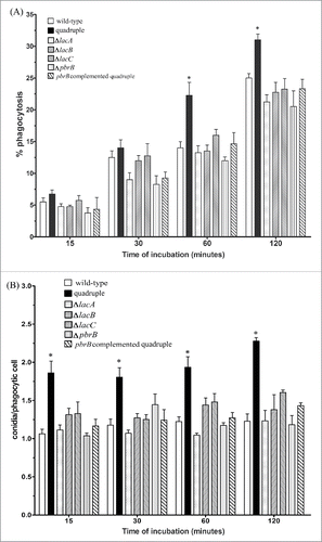 Figure 5. THP-1 macrophages more effectively ingested T. marneffei quadruple laccase mutant conidia. The percentages of phagocytosis (A) and phagocytic index (B) of THP-1 macrophages co-cultured with T. marneffei conidia from wild-type, quadruple lac gene deletion strain, the single gene disruptants, ΔlacA, ΔlacB, ΔlacC, ΔpbrB, and the pbrB complemented quadruple mutant at 15, 30, 60 and 120 min. Each bar represents the mean ± SEM of 3 sets of experiments, each performed in duplicate. The * denotes a p < 0.05 when comparing the wild-type and quadruple lac gene disruptant conidia.