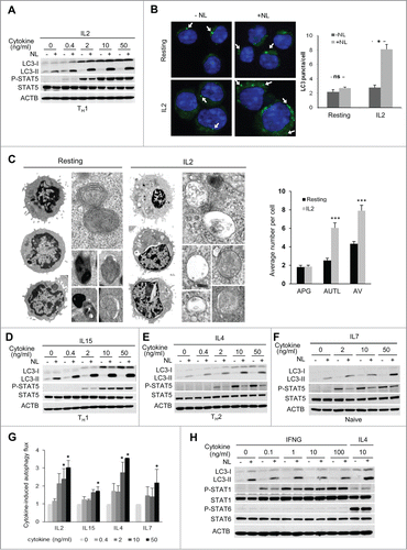 Figure 3 (See previous page). Common γ-chain cytokines induce autophagy in T cells. (A) TH1 effector T helper cells were incubated without or with increasing doses of IL2 for 20 h. NL were added for the last 3 h. LC3-II turnover was assessed by immunoblot. Y694 phosphorylation of STAT5 was used as control of the response to cytokine stimulation. (B) TH1 cells were incubated without or with IL2 (10 ng/mL) for 16 to 18 h. NL were added for the last 3 h. LC3 puncta (FITC) were analyzed by immunofluorescence using anti-LC3 and DAPI for nucleus staining. Some of the puncta are indicated by a white arrow. Bar graph represents mean + SEM from the analysis of 200 cells per condition from 3 independents experiments. Data was analyzed with a Student t test: *, P < 0.05; ns, not statistically different. (C) TH1 cells were left resting or stimulated with IL2 (10 ng/mL) for 16 to 18 h and cells were processed for electron microscopy. Left side shows representative resting (magnification x8000) and IL2-stimulated (magnification x6000) TH1 cells (additional examples of both type of cells are shown in Fig. S2A). Right side insets show examples of autophagosomes and autolysosomes at higher magnification. Bar graph (mean+SEM) indicates the number of autophagosomes (APG), autolysosomes (AUTL) and total autophagic vesicles (AV) per cell. t test, n = 20 cells per condition, ***, P < 0.001. ((D)to F) Naive CD4+, TH1 or TH2 effector T helper cells were incubated without or with 4 increasing doses of the indicated cytokines for 20 h. NL were added for the last 3 h. LC3-II turnover was assessed by immunoblot. Y694 phosphorylation of STAT5 was used as control of the response to cytokine stimulation. (G) Bar graph indicates autophagy flux normalized to the autophagy flux measured in unstimulated conditions, and show mean + SEM of 3 independent experiments per cytokine. ANOVA followed by the Tukey post-hoc test; *, P < 0.05. (H) Th2 cells were treated with different doses of IFNG or 10 ng/mL of IL4 (last 2 lanes) for 20 h. NL were added for the last 3 h. Whole-cell protein extracts were subject to immunoblot. Y701 Phosphorylation of STAT1 and Y641 Phosphorylation of STAT6 were used as controls of IFNG and IL4-induced stimulation, respectively. IL4 stimulation was used as a positive control of autophagy induction in TH2 cells.