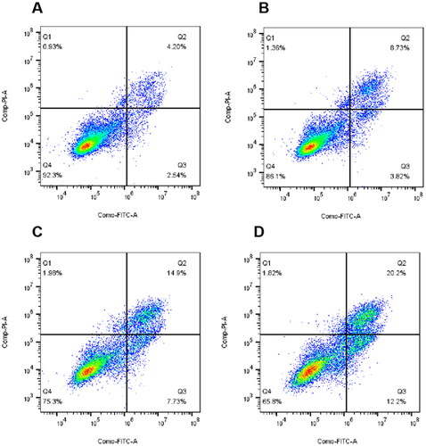 Figure 6. Proportion of apoptotic cells in Hela cells after 48 h treatment with 1-fold IC50, 2-fold IC50 and 3-fold IC50 of 10t. (A) Control, (B) 1-fold IC50, (C) 2-fold IC50 and (D) 3-fold IC50.