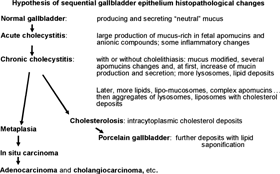 Figures 22–26 Examples of biliary sludge components: cholecystocyte extrusions and degradation material found in the gallbladder lumen (L). Heterogeneous mucus (m) is expelled in the form of exocytosed material (Figure 22) or as almost intact vesicles (Figure 26) if cholecystocytes were sloughed away. Other materials can be pieces of cells (Figures 23 and 24) and electron densely contrasted materials(Fig. 24). C, centriolar body; l, complex lipid. All the scale bars equal 1 μm.